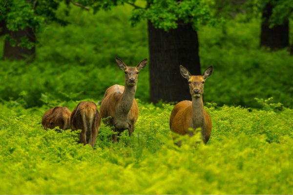 Chasse chevreuil à Lagupie