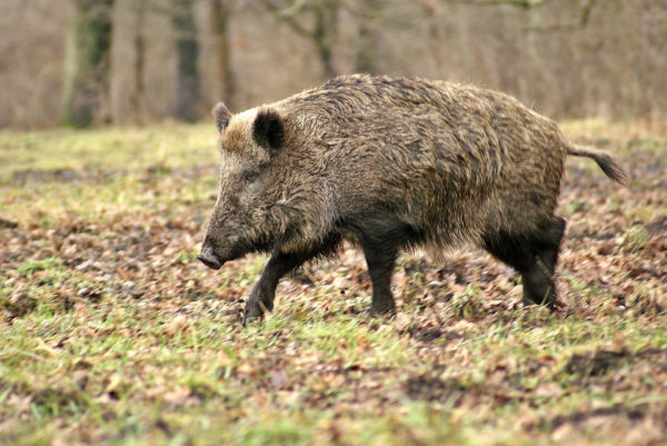 Chasse sanglier à Lagupie
