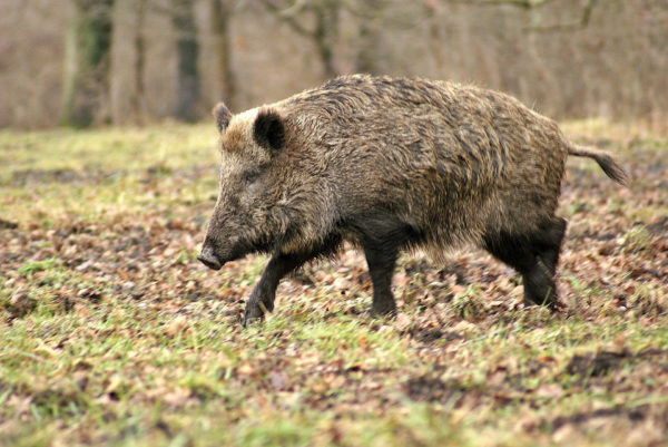 Chasse sanglier à Lagupie